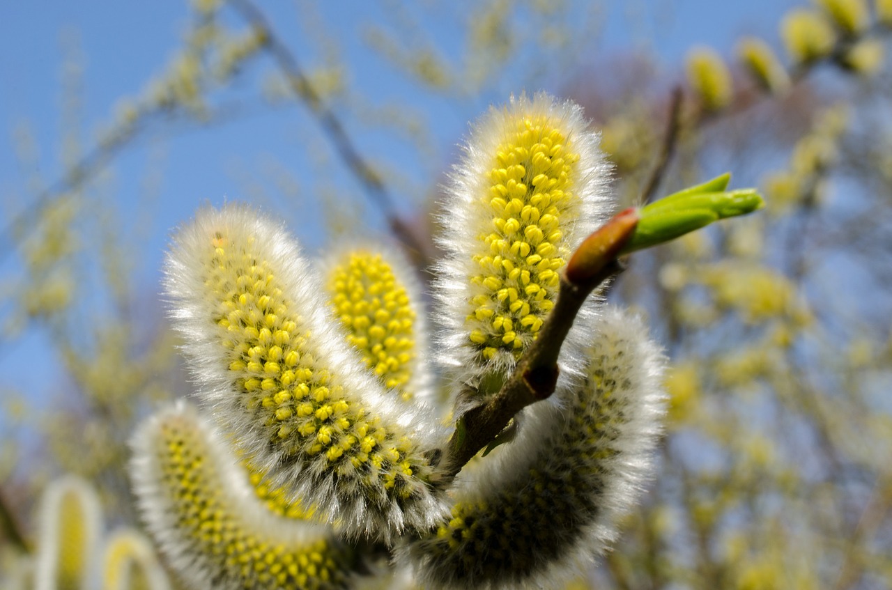 Willow Image
